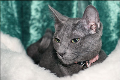 russian blue cat