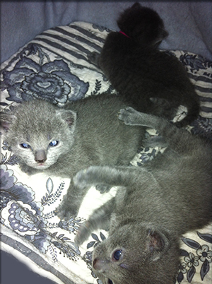 Russian blue Herits kull mai 2013