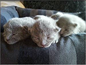 russian blue kittens