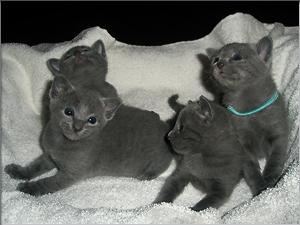 Russian Blue Kvittles kull februar 2011