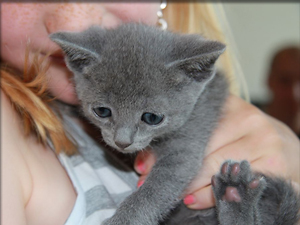 S*Wildtbergs kull mai 2011 russian blue