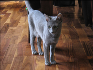 Russian blue