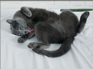 russian blue