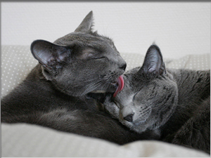 russian blue cat