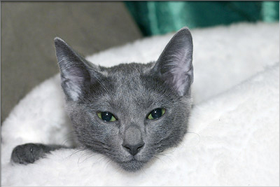 Russian blue kattunger