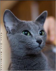 Russian Blue