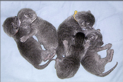 Russian blue cats