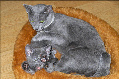 Russian blue