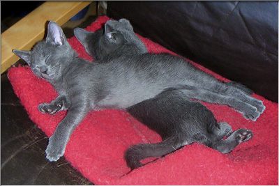 Russian blue kattunger